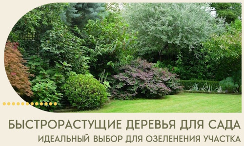 Быстрорастущие деревья для сада идеальный выбор в Каменске-Уральском