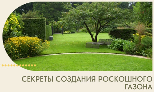Секреты создания роскошного газона в Каменске-Уральском